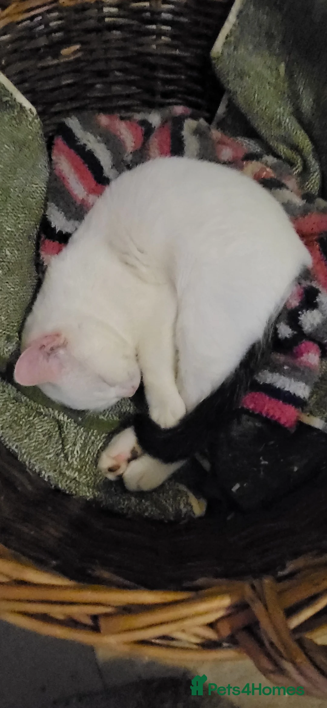 Mixed Breed cats for sale: Domestic Shorthair x Turkish Van  - Advert 6