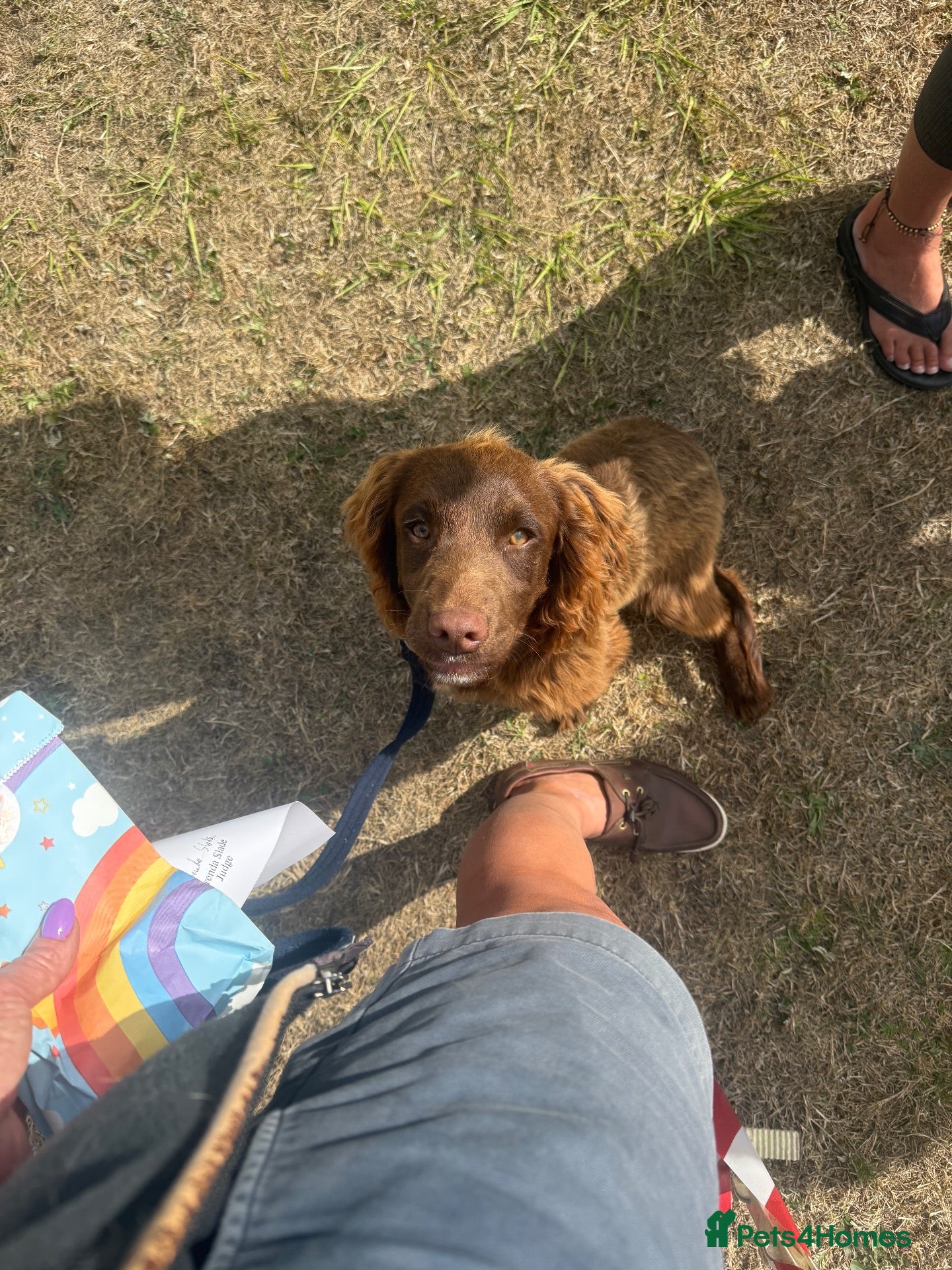 Sprocker dogs Fully Vaccinated Part-Trained Sprocker Puppy - Advert 14