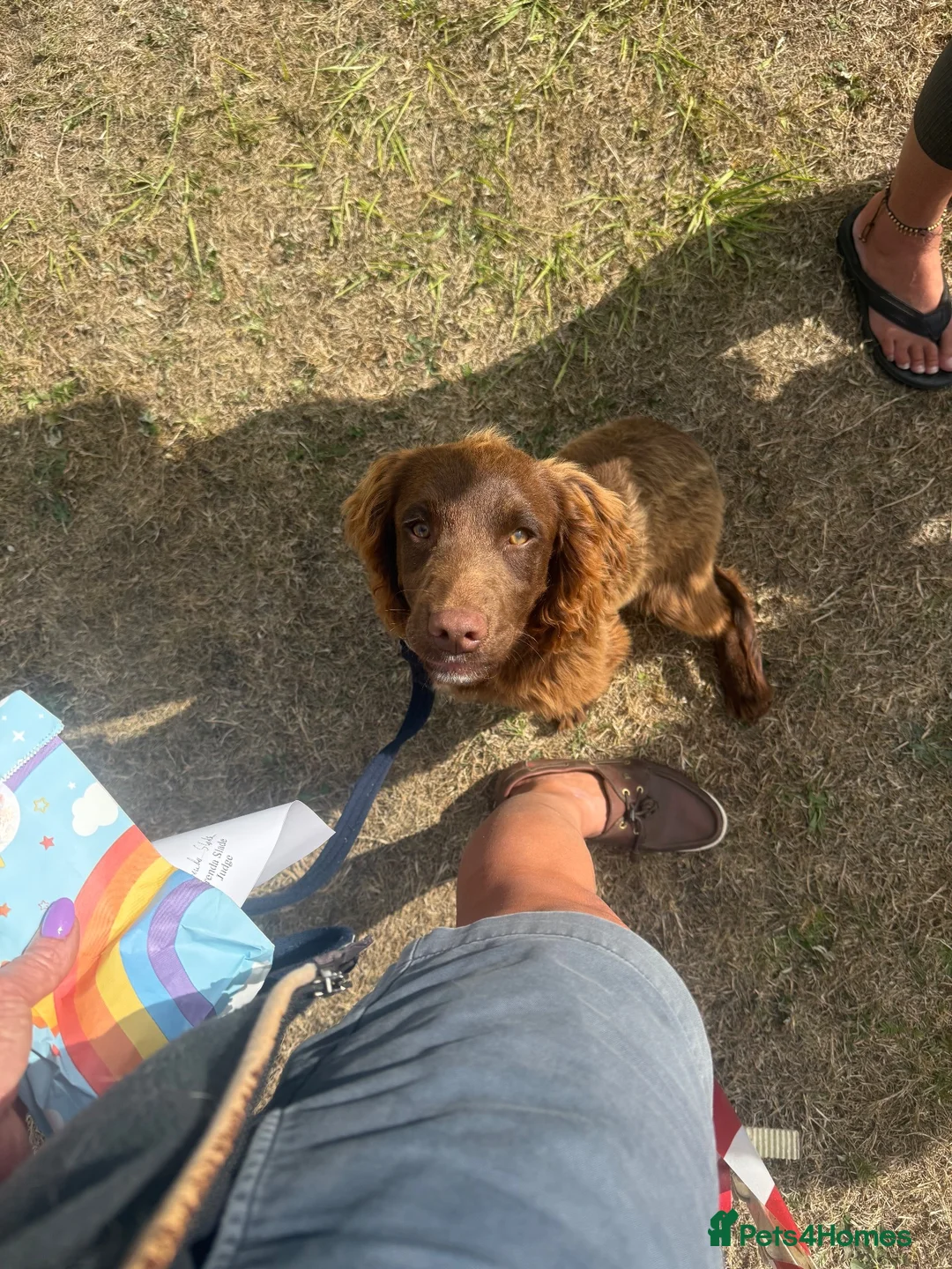 Sprocker dogs for sale: Fully Vaccinated Part-Trained Sprocker Puppy - Advert 1