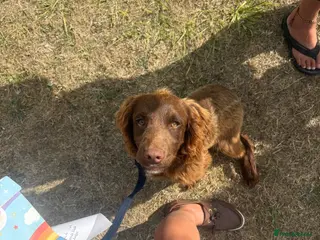 Sprocker dogs Fully Vaccinated Part-Trained Sprocker Puppy - Advert 14