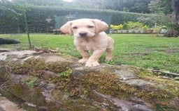 Labrador Retriever dogs for sale: KC Registered Labrador puppies  - Image 10