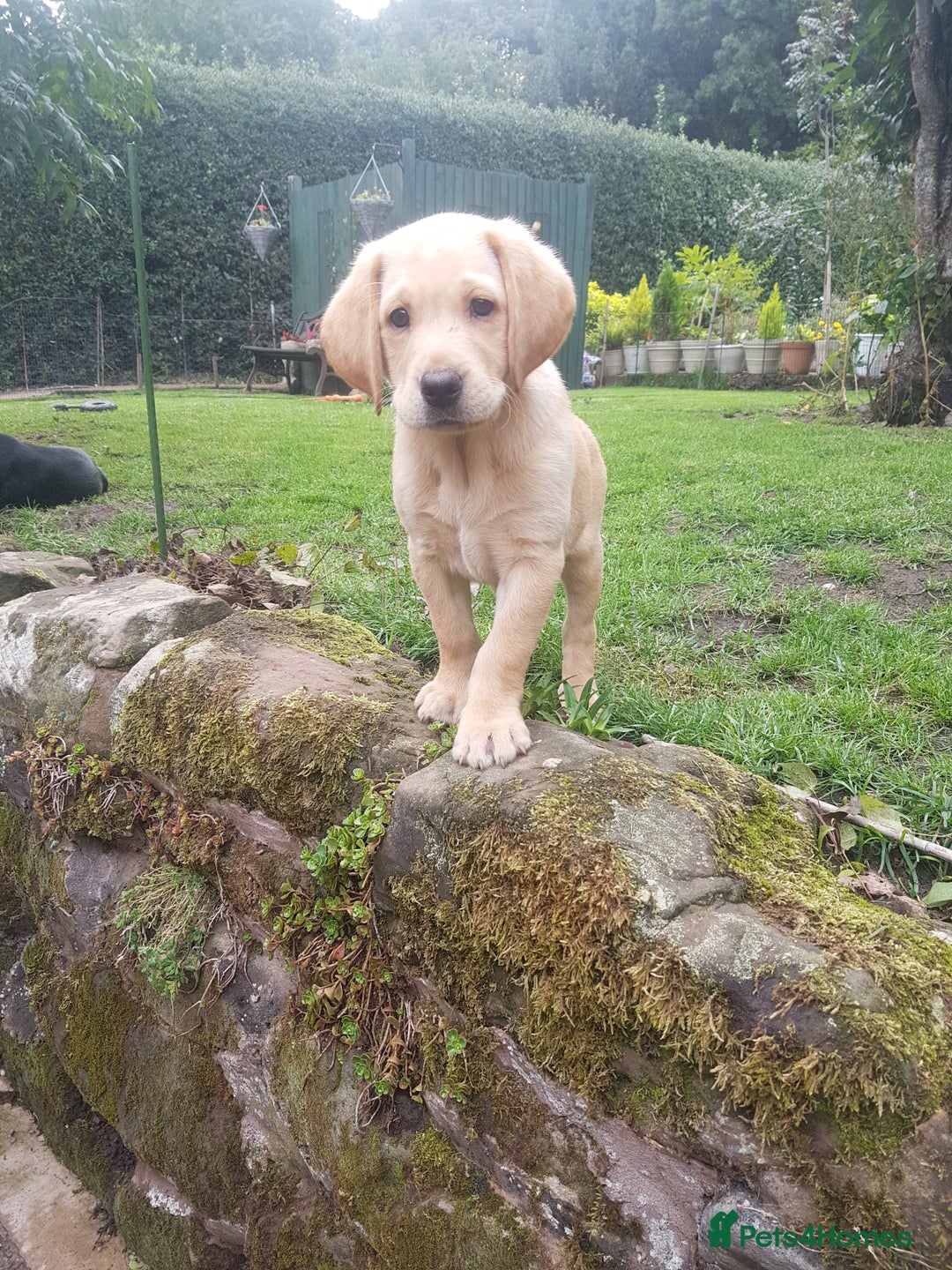 Labrador Retriever dogs for sale: KC Registered Labrador puppies  - Image 10