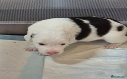 Border Collie dogs for sale: Border Collie pups for sale - Image 15