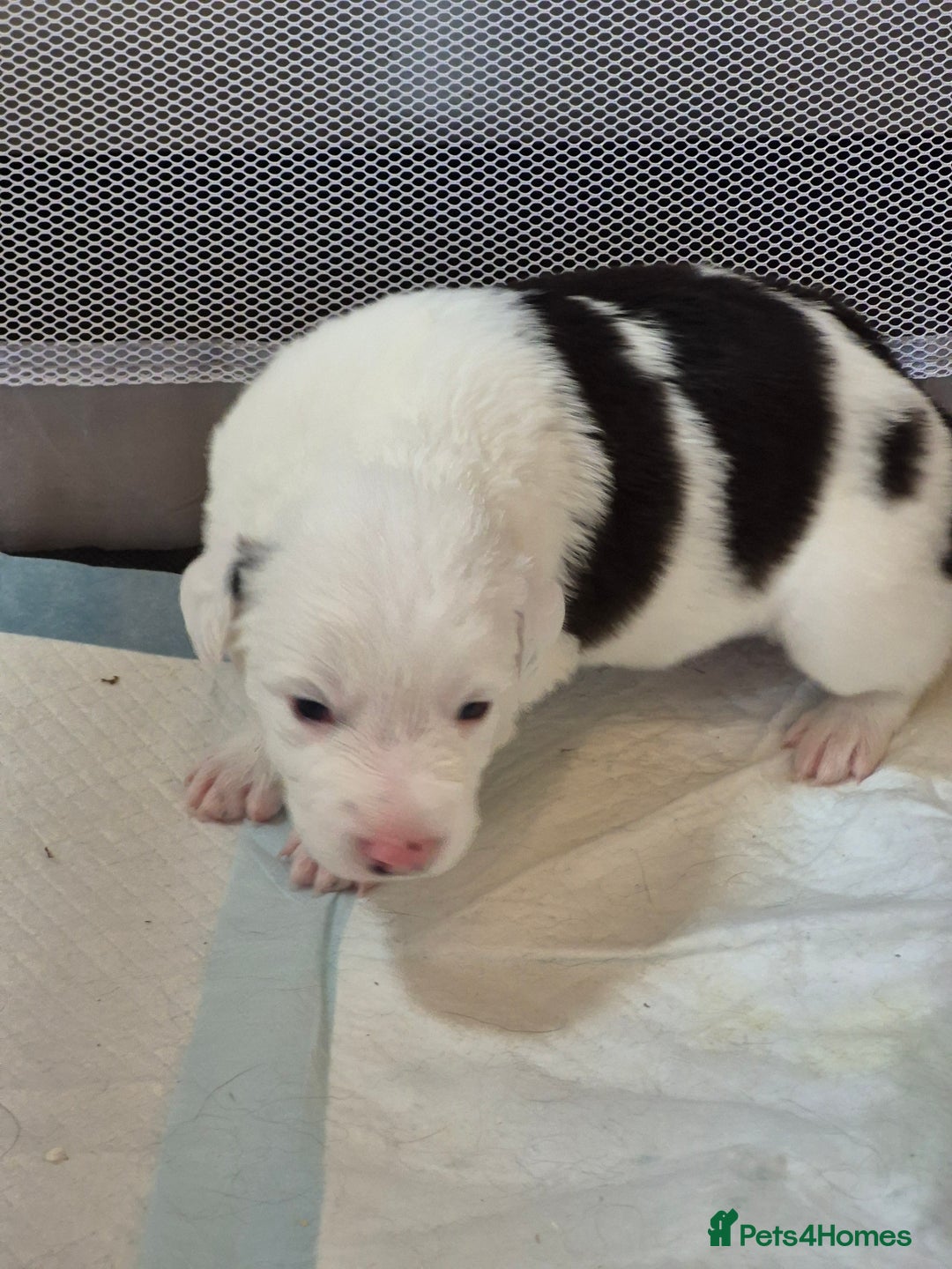 Border Collie dogs for sale: Border Collie pups for sale - Image 15