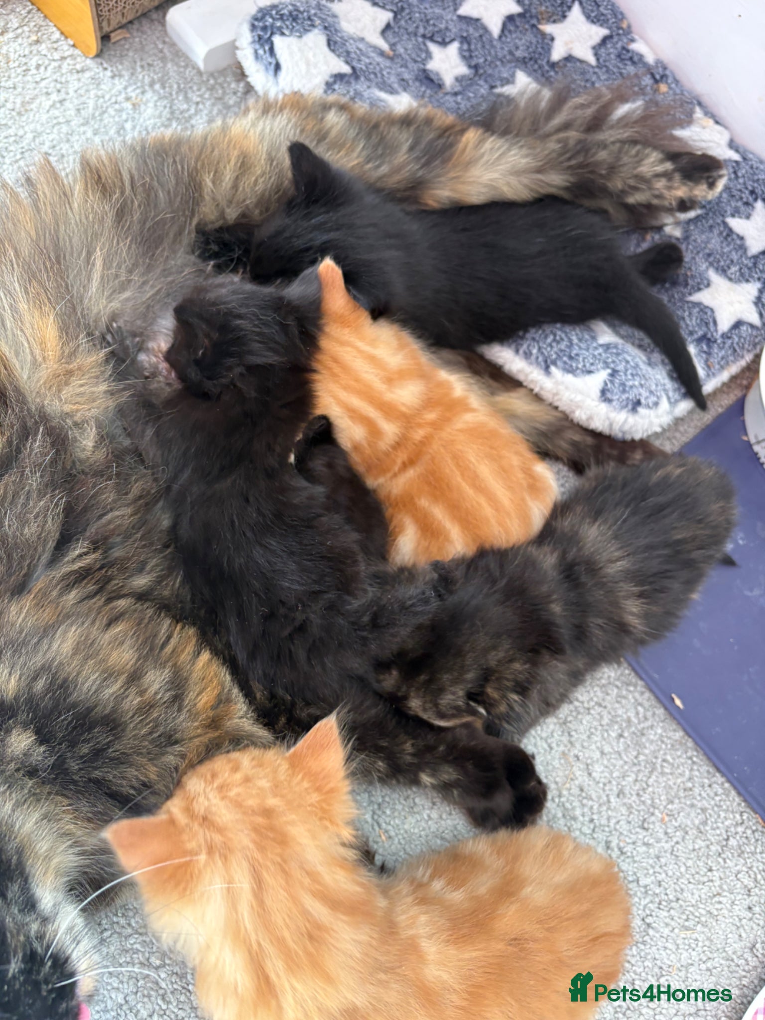 Mixed Breed cats Beautiful playful kittens  - Advert 1