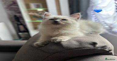 Ragdoll cats - Advert 12