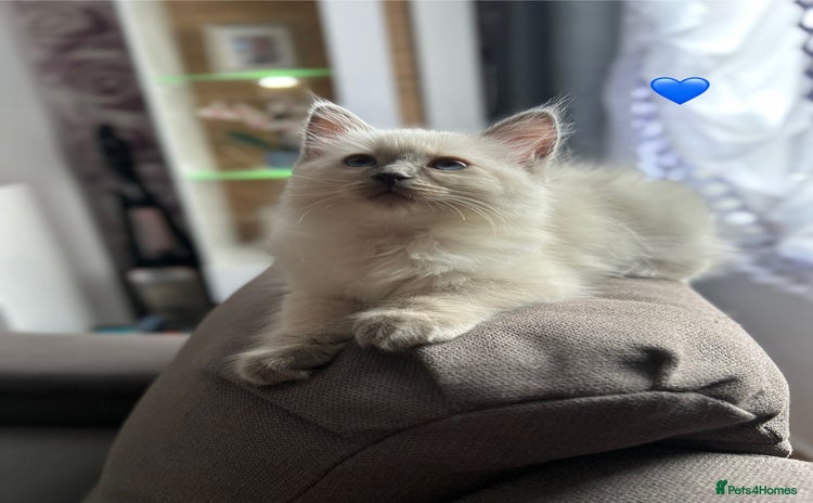 Ragdoll cats - Advert 6