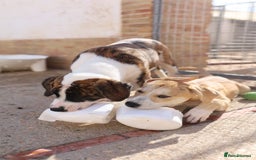 Mixed Breed dogs for adoption: ABANDONED TAN COLOURED PUPPY - Image 5