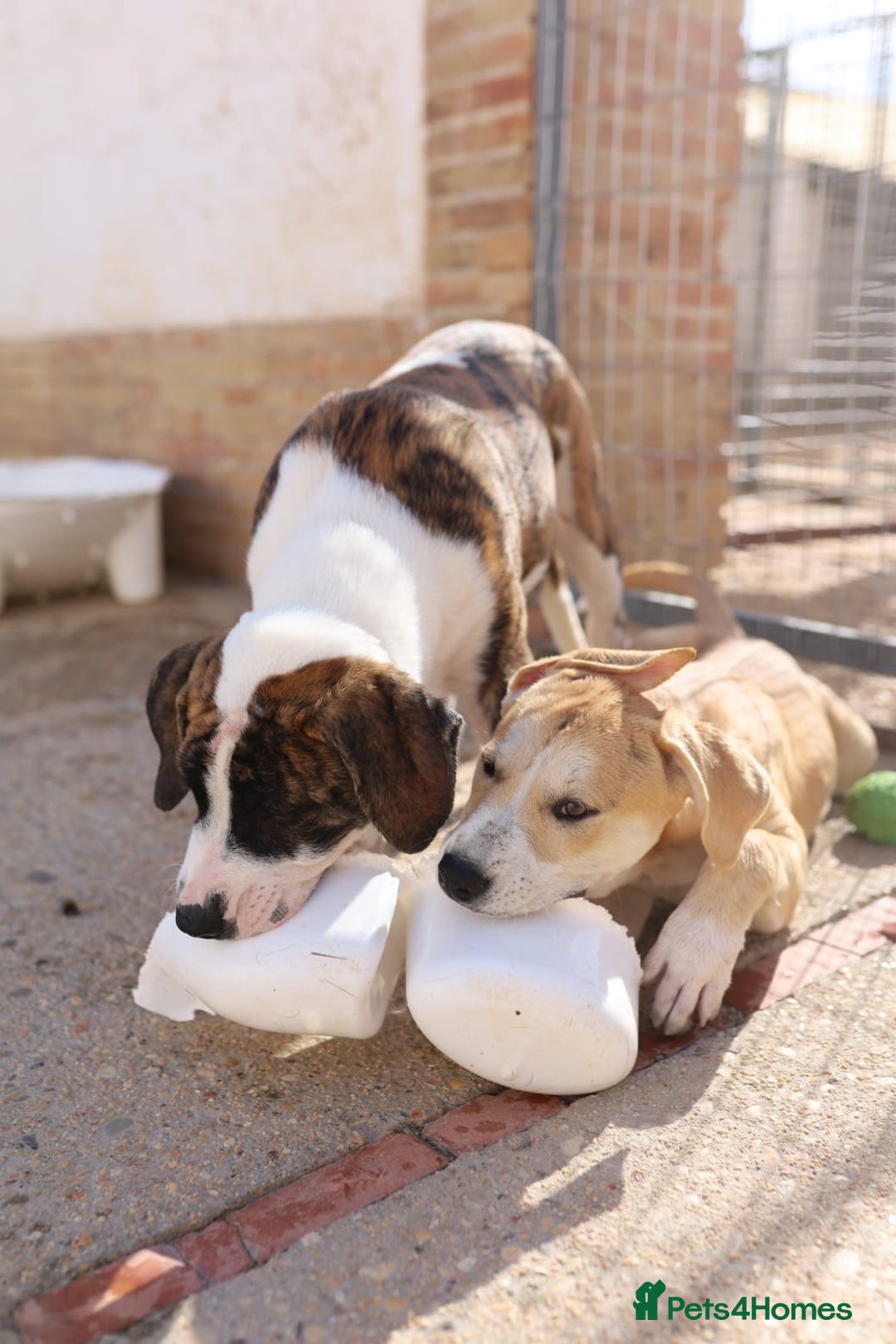 Mixed Breed dogs for adoption: ABANDONED TAN COLOURED PUPPY - Image 5