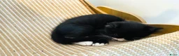 Mixed Breed cats for sale: Black & White Tuxedo Male Kitten  - Advert 8