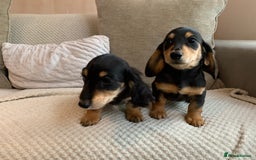 Miniature Dachshund dogs for sale: 1 boy 1 girl long haired ** - Image 4