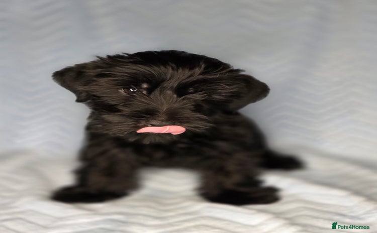 Yorkshire Terrier dogs - Advert 2