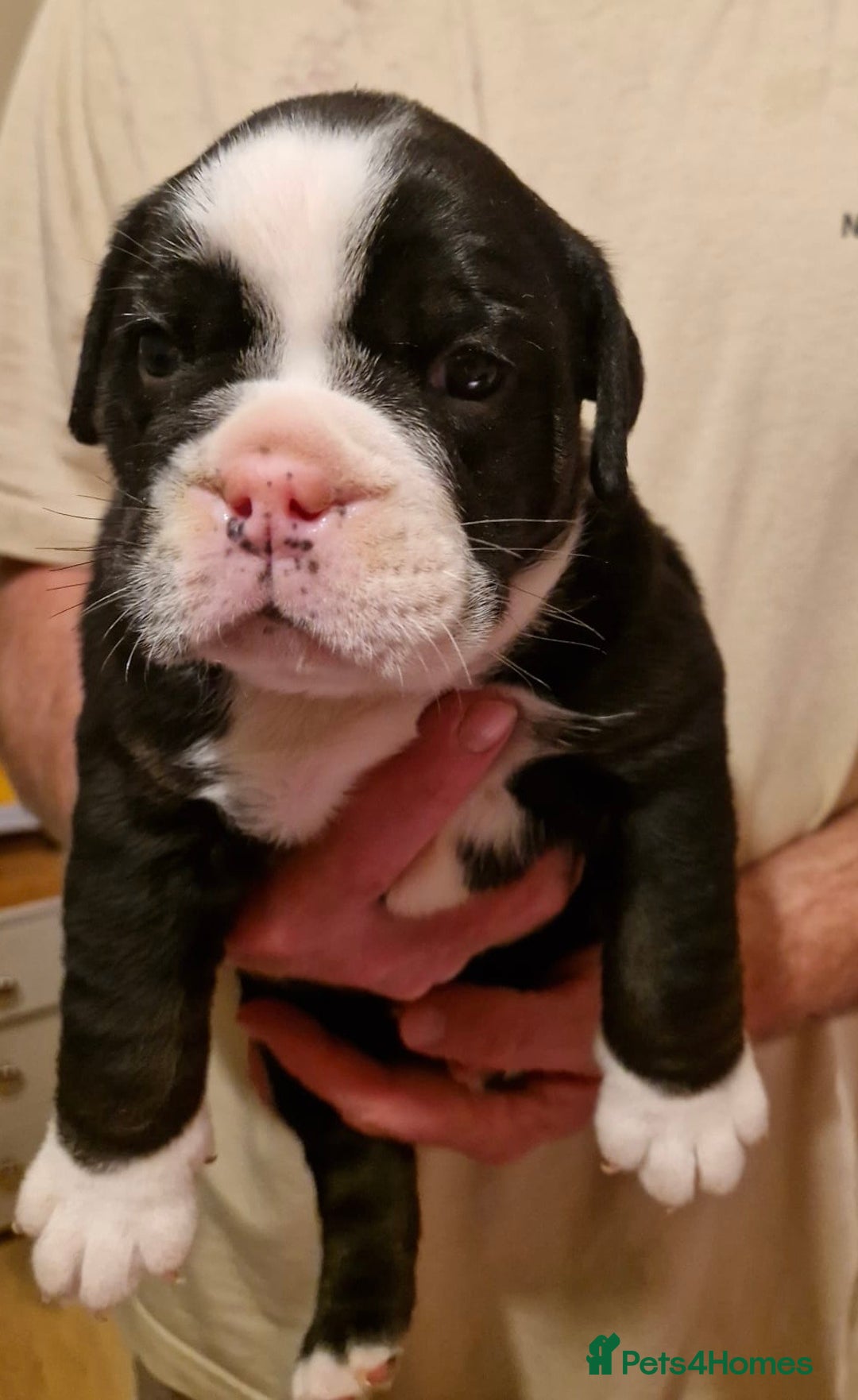 Olde English Bulldogge dogs for sale: Old English bulldog puppies GENERATIONAL - Advert 20
