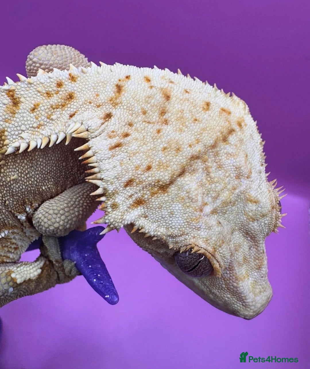 Gecko reptiles for sale: stunning crested gecko - Advert 4