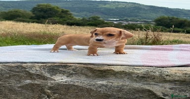 Miniature Dachshund dogs - Advert 9