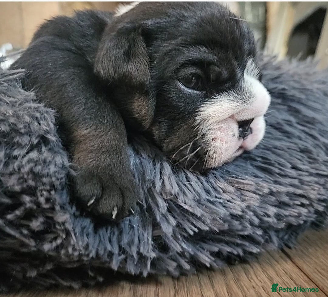 English Bulldog dogs for sale: Outstanding KC English Bulldogs, Top Quality Pups - Image 12