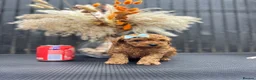 Cavapoo dogs for sale: RARE  **  CAVAPOOS dna tested parents  in Nottingham - Advert 16