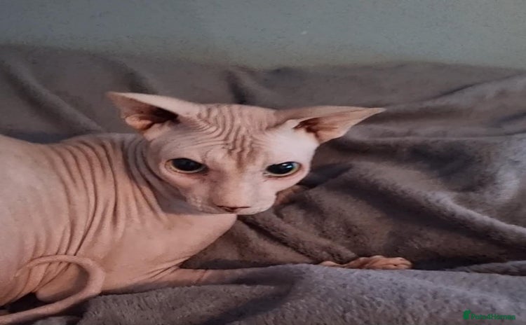 Sphynx cats - Advert 3