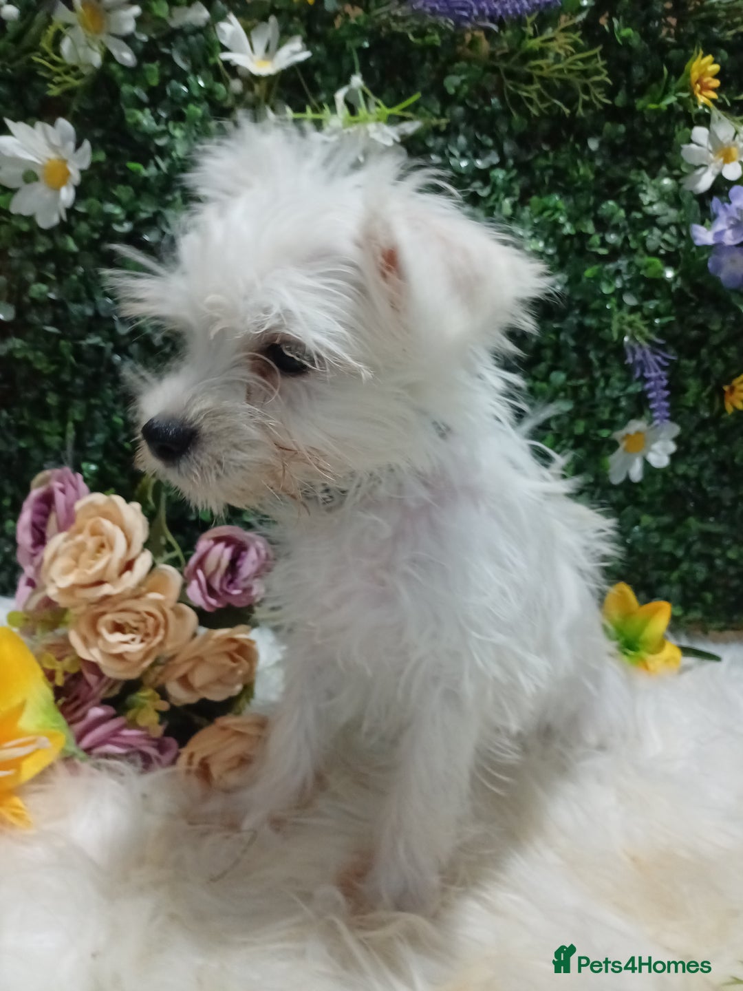 Miniature Schnauzer dogs for sale: Last beautiful boy  - Image 7