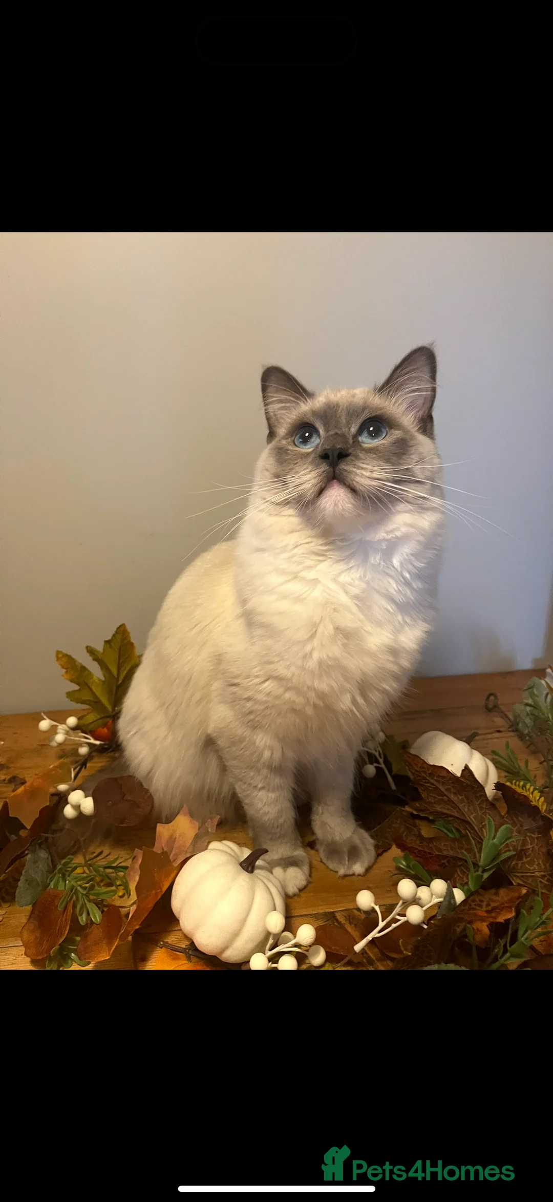 Ragdoll cats for sale: Stunning ragdoll babies! 😻😽 - Advert 9