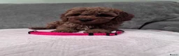 Cavapoo dogs for sale: Beautiful Cavapoo girls  - Advert 16
