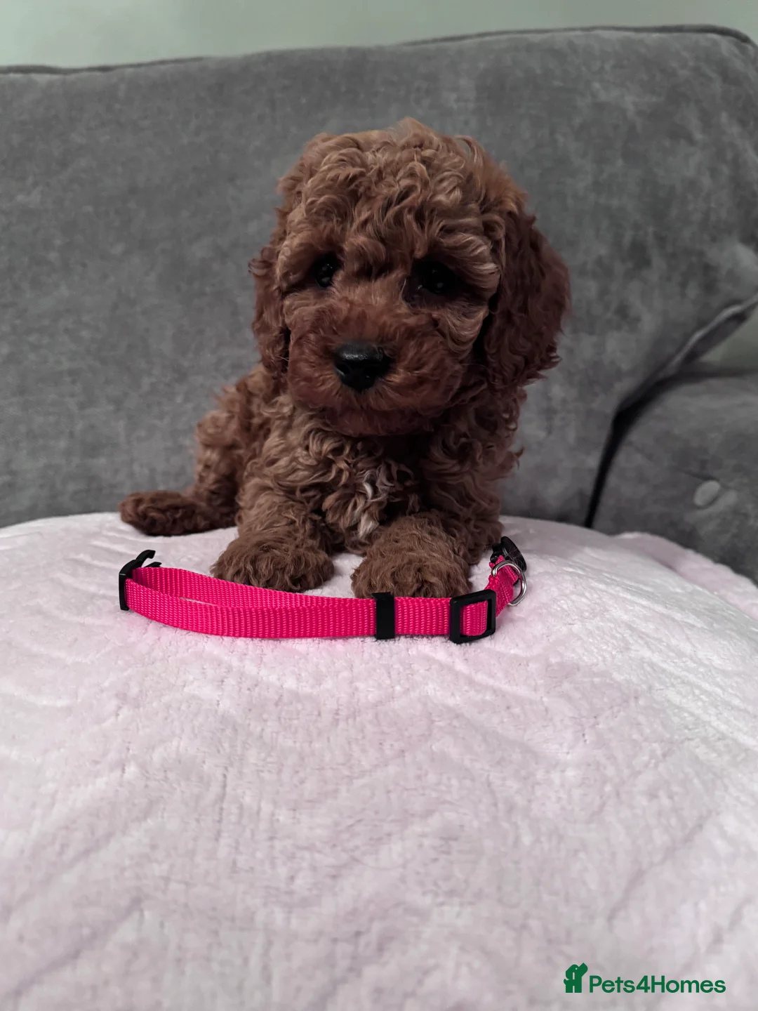 Cavapoo dogs for sale: Beautiful Cavapoo girls  - Advert 16