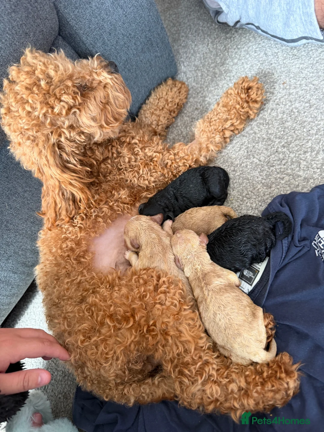 Cockapoo dogs for sale: Cockapoo puppies  - Advert 2