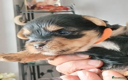 Yorkshire Terrier dogs for sale: Yorkshire Terrier Puppies 3 Boys 1 Girl - Image 11