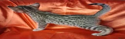 Savannah cats for sale: Super spotty Savannah kittens - Advert 6