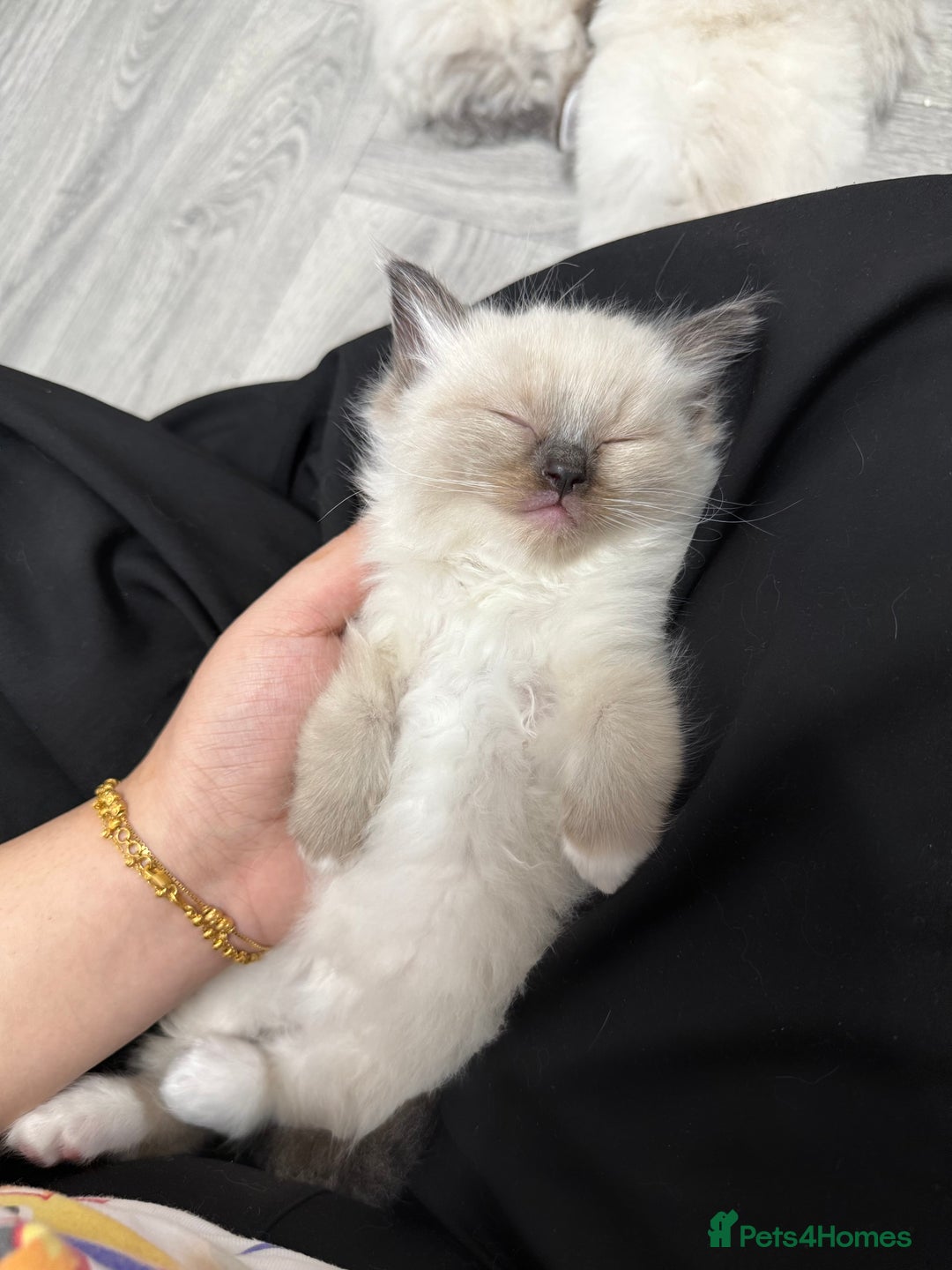 Ragdoll cats for sale: 7 beautiful seal/lynx point ragdoll kittens - Image 18