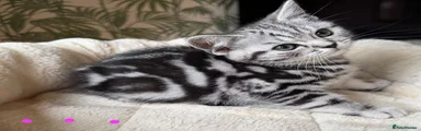 British Shorthair 4
