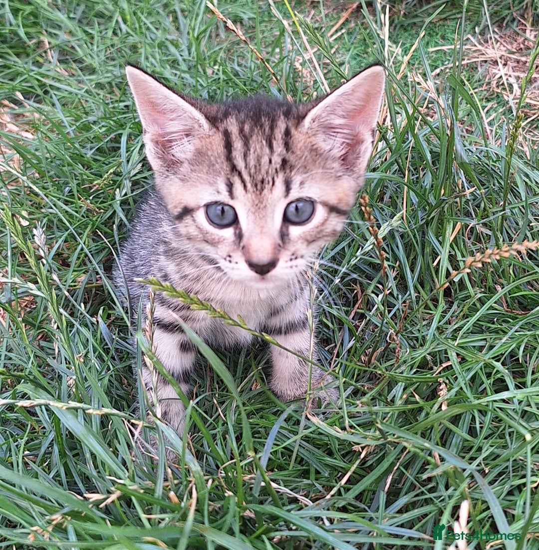 Mixed Breed cats for sale: Half Bengal kittens  - Image 4