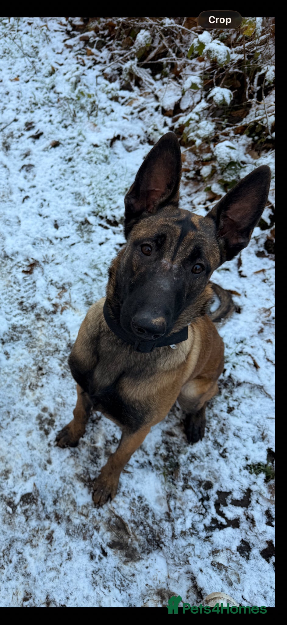 Belgian Shepherd Dog dogs Mali looking for new home  - Advert 4