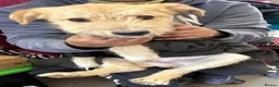 Mixed Breed dogs for adoption: Meet Toby, currently residing in Fife in Cupar - Advert 15