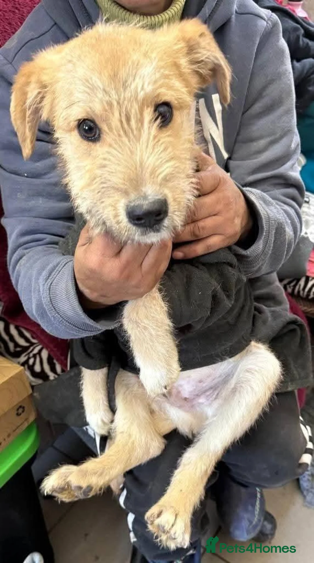 Mixed Breed dogs for adoption: Meet Toby, currently residing in Fife in Cupar - Advert 15