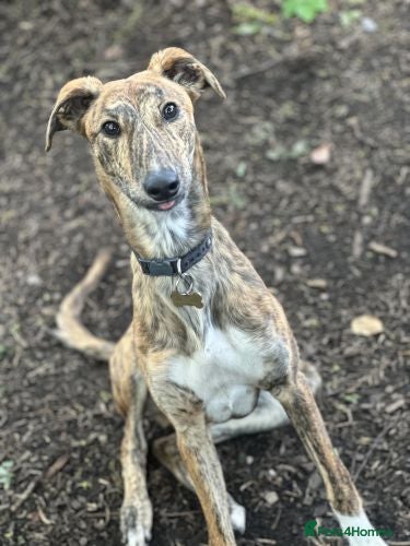 Lurcher dogs FOREST - young male lurcher in rescue - Advert 2