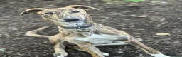 Lurcher dogs for adoption: FOREST - young male lurcher in rescue - Advert 1