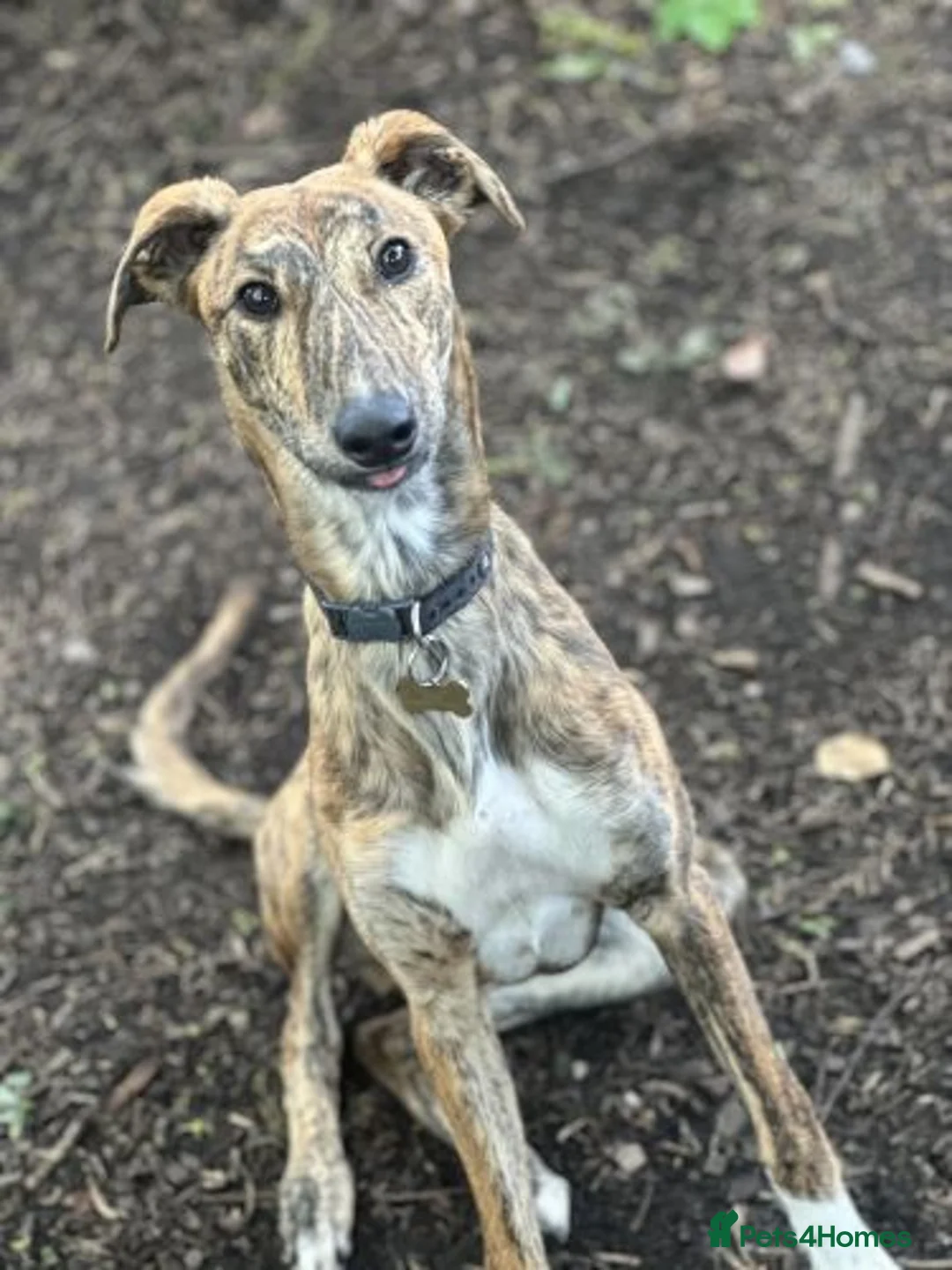 Lurcher dogs for adoption: FOREST - young male lurcher in rescue - Advert 1