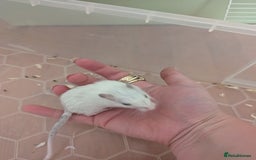 Gerbil rodents for sale: 1 female baby gerbil - Image 2