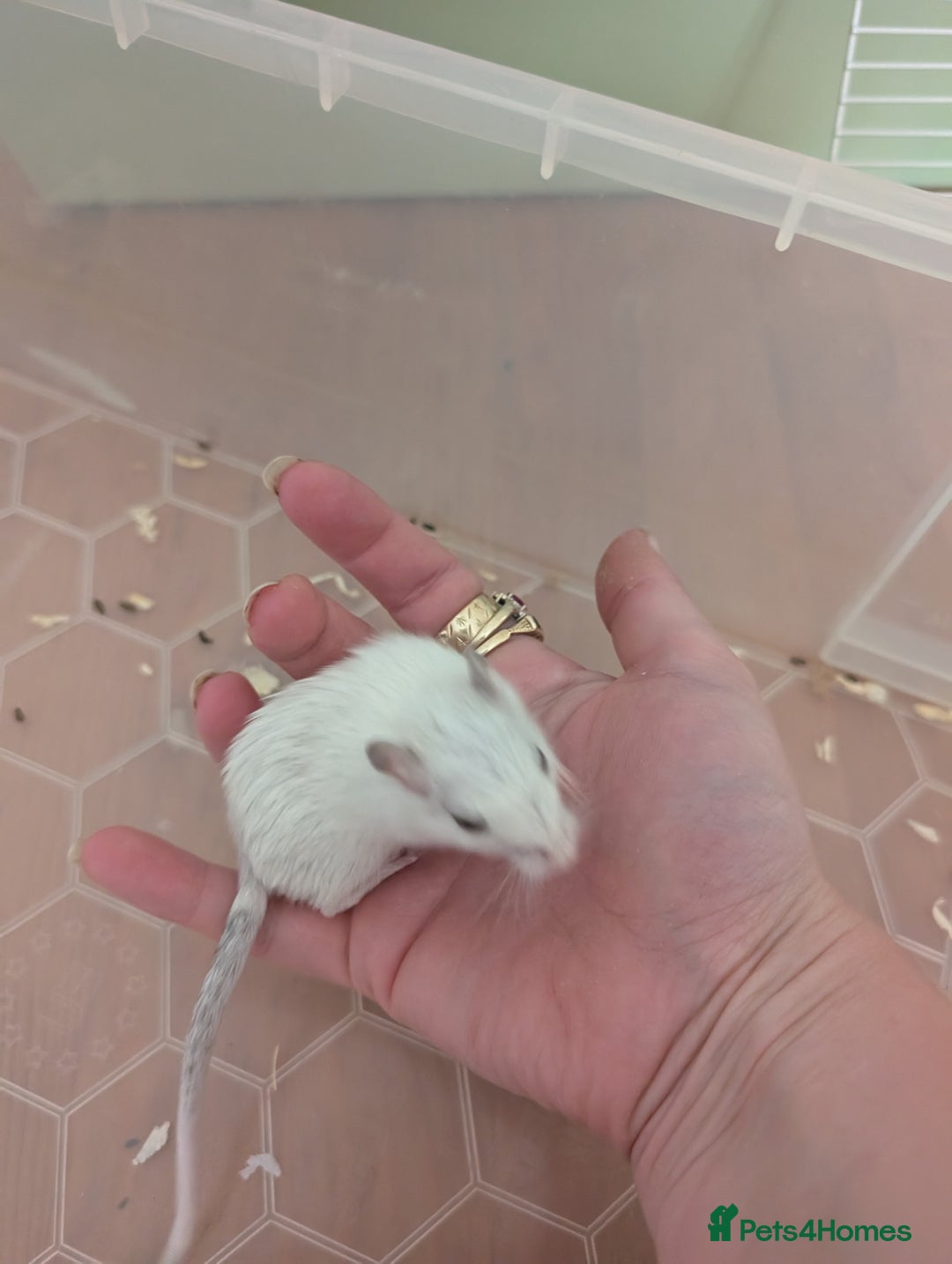 Gerbil rodents for sale: 1 female baby gerbil - Image 2