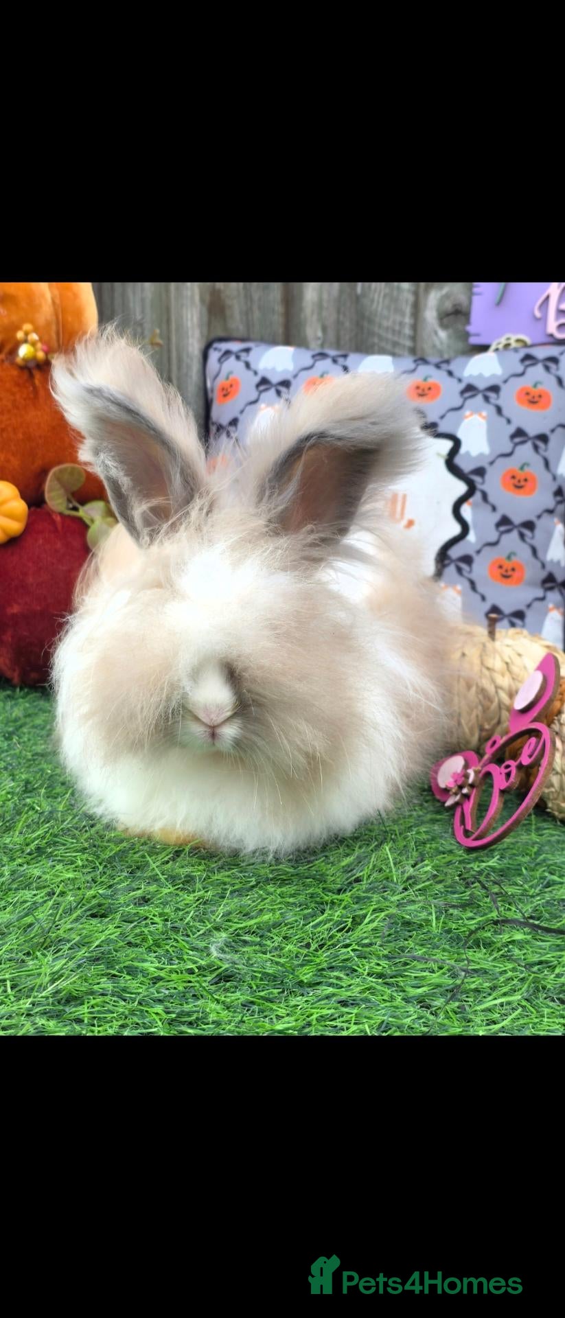 Mixed Breed rabbits Angora x Lionhead Doe Available  - Advert 1