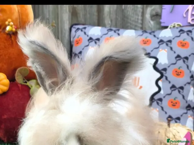Mixed Breed rabbits for sale: Angora x Lionhead Doe Available - Advert 1