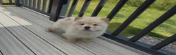 Chow Chow dogs for sale: Beautiful KC Registered Chow Chow Puppies  - Advert 5