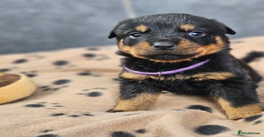 Rottweiler dogs - Advert 6