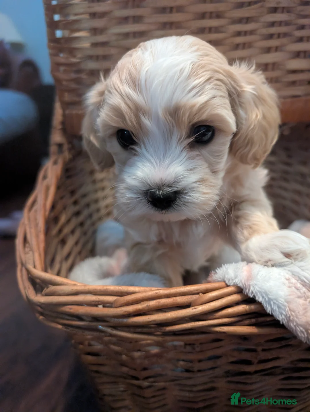 Maltipoo dogs for sale: Maltipoo puppies - Advert 6