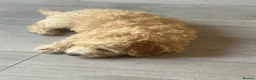 Poodle dogs for sale: Miniature golden puppy - Advert 7