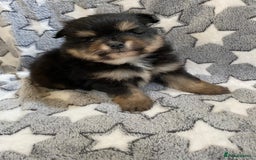 Pomeranian dogs for sale: Pomeranian puppies - Image 7