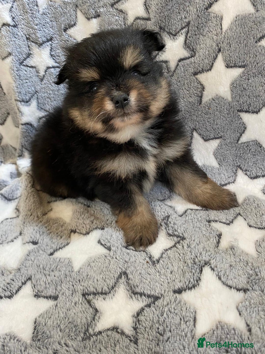 Pomeranian dogs for sale: Pomeranian puppies - Image 7