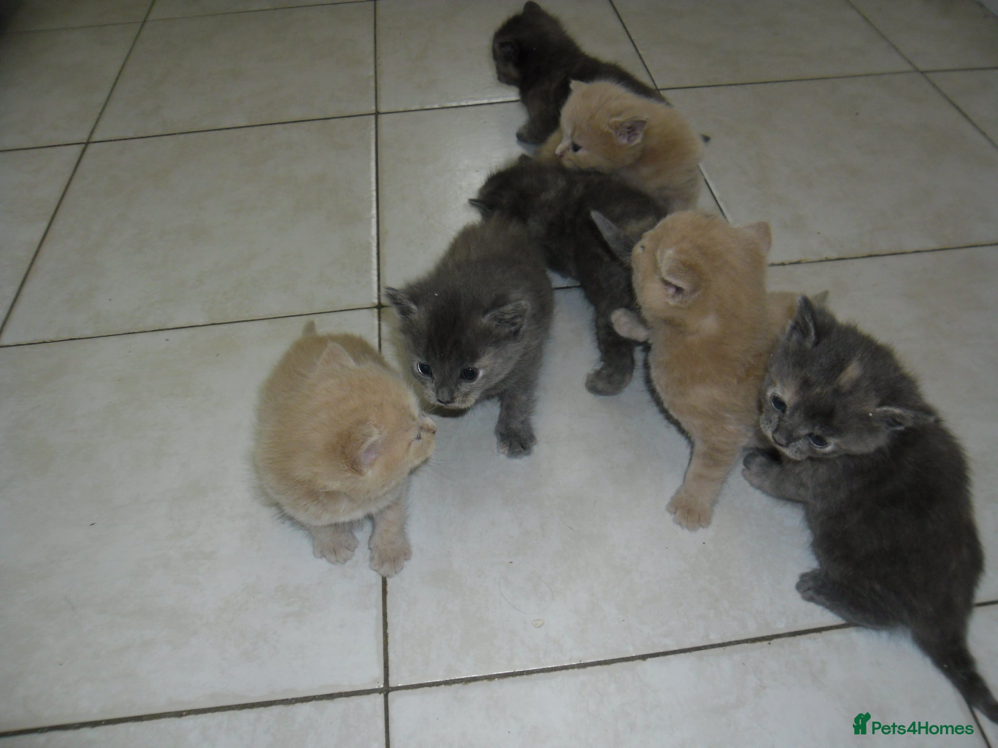 Mixed Breed cats 8 BEAUTIFUL KITTENS FOR SALE TO LOVING HOMES - Advert 2