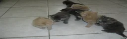 Mixed Breed cats for sale: 8 BEAUTIFUL KITTENS FOR SALE TO LOVING HOMES - Advert 2